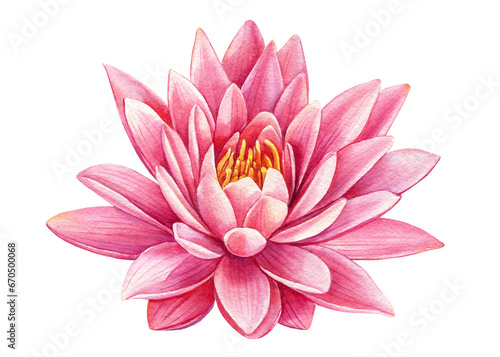 beautiful Pink lotus flower on an isolated white background  watercolor illustration  greeting card  botanical painting