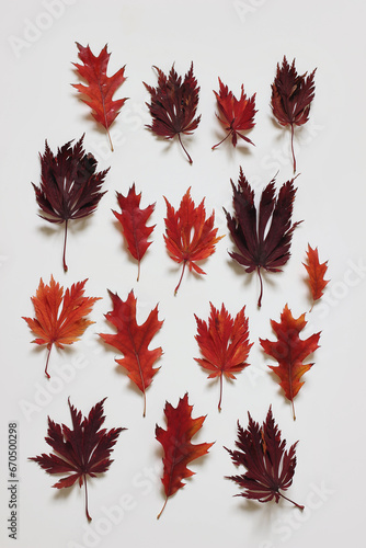 Autumn floral composition. Colorful red, purple oak and maple leaves isolated on white table background. Beautiful botany texture, pattern for Halloween, Thanksgiving. Fall concept. Flat lay, top view