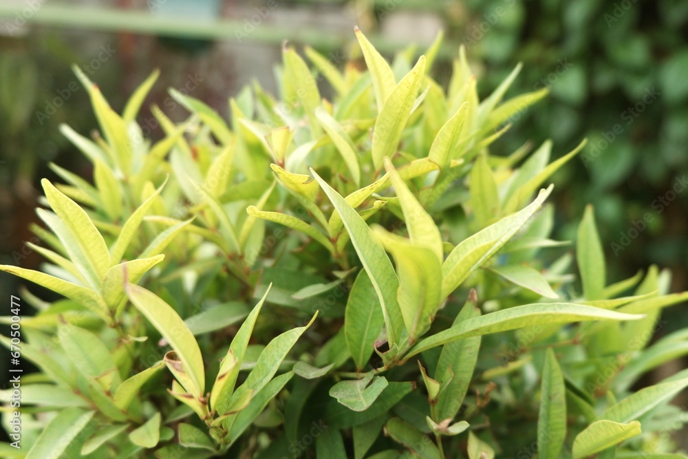 Obraz premium Close up of green leaf shoots for nature background