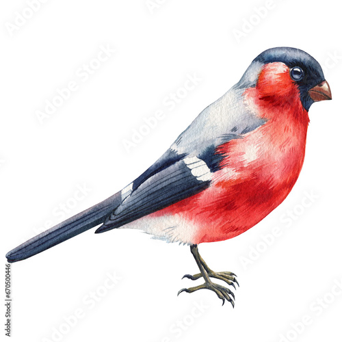 Bullfinch watercolor illustration. Hand drawn picture of a bright red bird, isolated on white background.