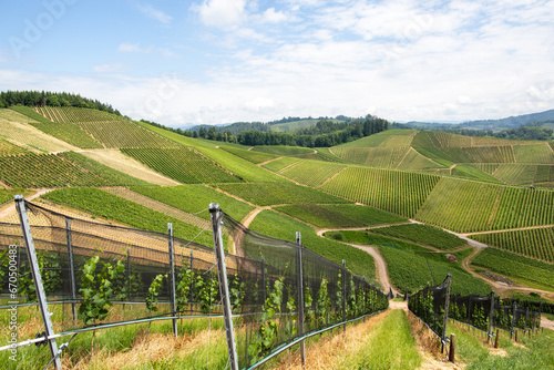 Wallpaper Mural Weinberge in Baden-Württemberg Torontodigital.ca