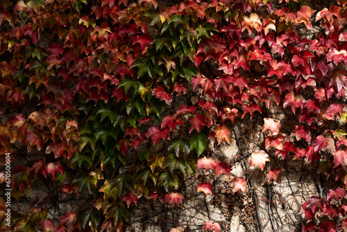 Beautiful bright burgundy yellow green autumn leaves on the wall of the house close up. Beautiful fresh natural background.