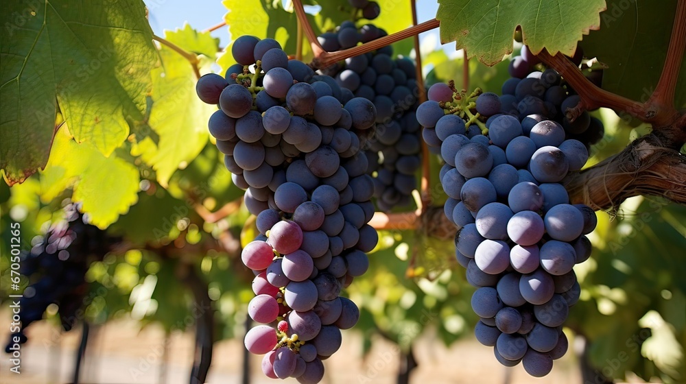 Grapes, vineyard, plump, clusters, ripeness, abundance, organic, succulent, natural beauty. Generated by AI.