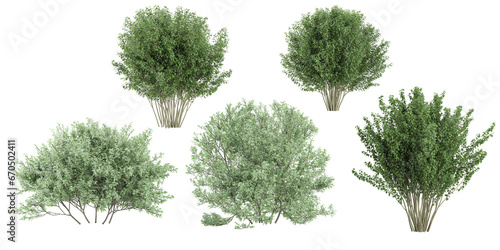 Plinia Cauliflora,Viburnum Dentatum trees with transparent background, 3D rendering, for illustration, digital composition, architecture visualization photo
