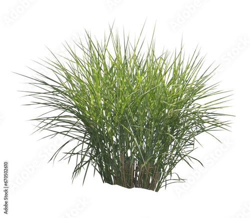 Miscanthus sinensis 'Zebrinus' PNG 