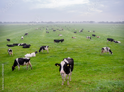 black and white spotted cows in dutch meadow during morning fog