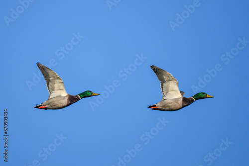 Mallard drake ducks flying in a blue sky