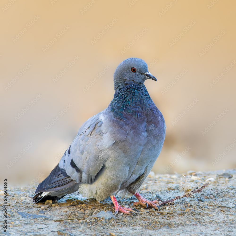 Obraz premium Hill Pigeon