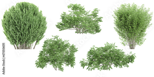 Beautiful Elm,Willow trees isolated on transparent background