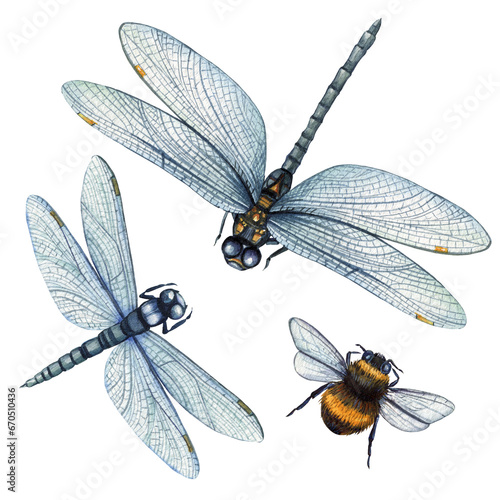 Insects set. Dragonfly, bumblebee watercolor illustration. Hand drawn picture isolated on white background.