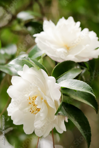 Fototapeta Naklejka Na Ścianę i Meble -  白い椿の花