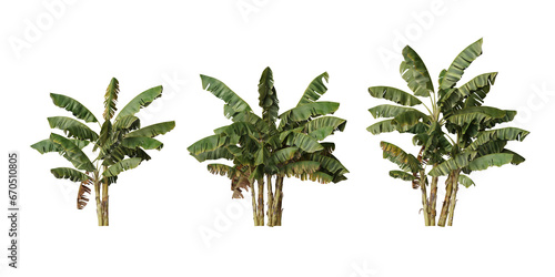 Musa paradisiaca banana group plants isolated on transparent background photo