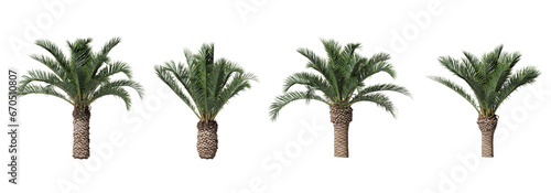 Phoenix canariensis or pineapple palm plants isolated on transparent background photo
