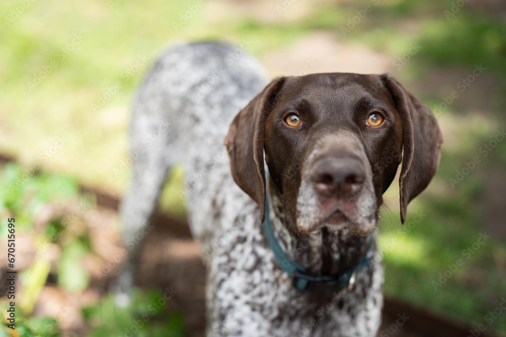 close up of a german shorthaired pointer pedigree purebred looking at the camera. gsp puppy dog close up of a german shorthaired pointer pedigree purebred looking at the camera. gsp puppy dog