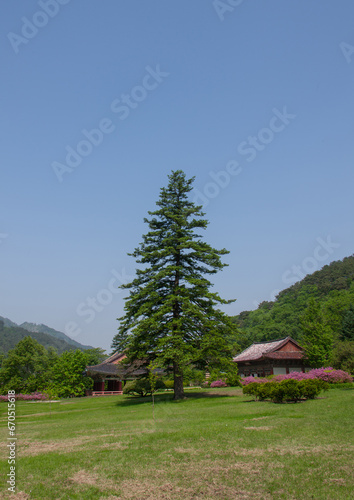 North koreans people gardening in Pohyon-sa Korean buddhist temple, North Pyongan Province, Myohyang-san, North Korea photo