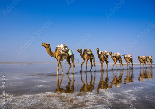 Afar tribe man camel caravans carrying salt blocks in the danakil depression, Afar region, Dallol, Ethiopia photo