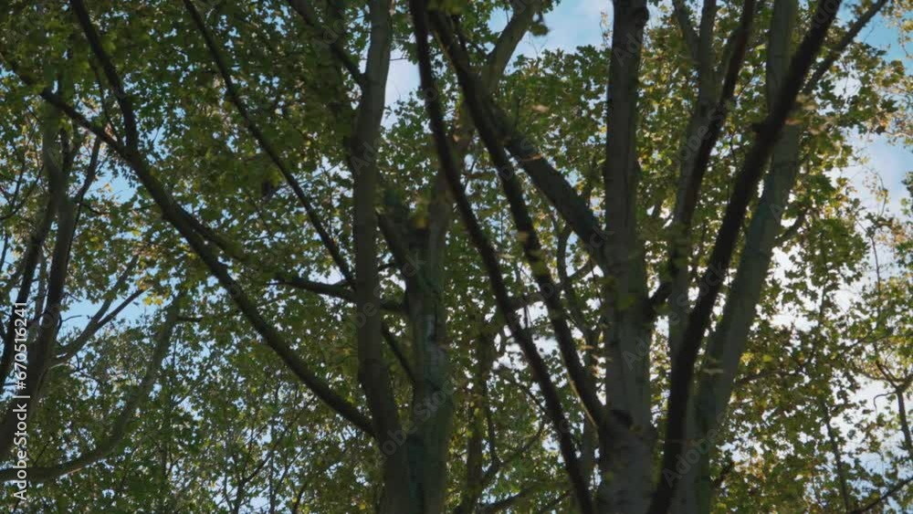 Forest tree tops blowing in the wind, green leaves, trees canopy woodland setting, blue sky Forest tree tops blowing in the wind, green leaves, trees canopy woodland setting, blue sky