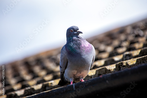 Photography Rock Pigeon (Columba livia) Spotted in Dublin, Ireland