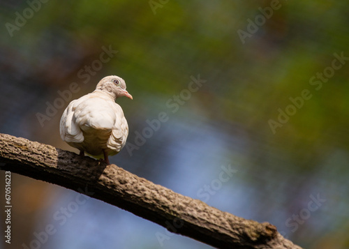 Photography Rock Pigeon (Columba livia) Spotted in Dublin, Ireland