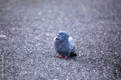 Photography Rock Pigeon (Columba livia) Spotted in Dublin, Ireland