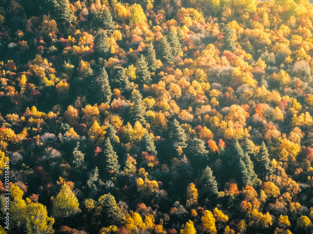 Autumn forest in Georgia