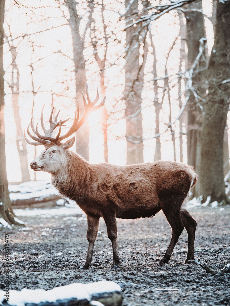 epic shot of deer with great antlers in winter woods with snow and backlight during golden hour epic shot of deer with great antlers in winter woods with snow and backlight during golden hour