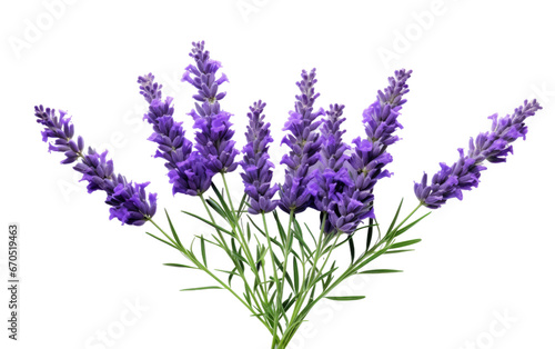Fragrant Lavender Flowers Guide on isolated background