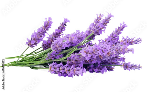 Lavender Floral Beauty Unveiled on isolated background