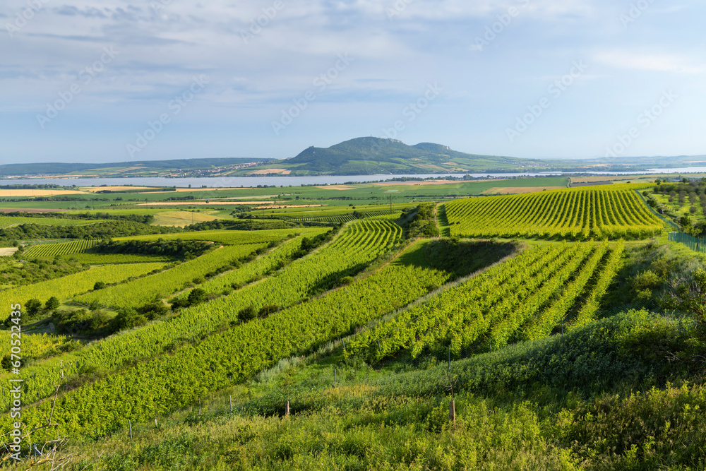 Fototapeta premium Vineyards near Nove Mlyny reservoir with Palava, Southern Moravia, Czech Republic