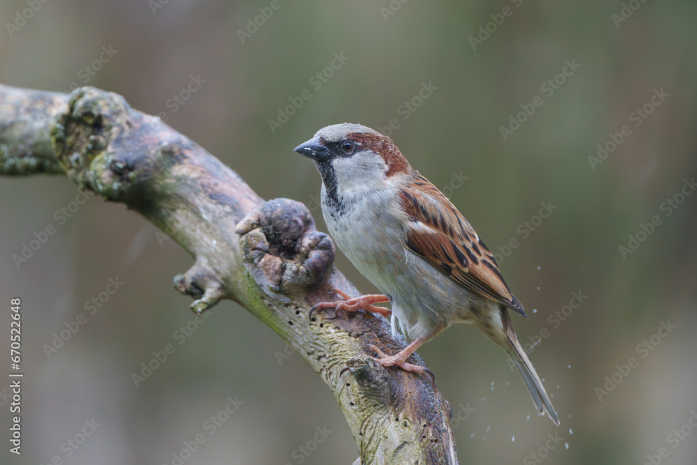 Fototapeta premium Haussperling