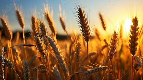 golden wheat field © Ghulam