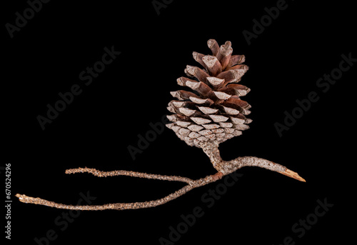 Slika na platnu A conifer cone or pinecone or strobilus, strobili
