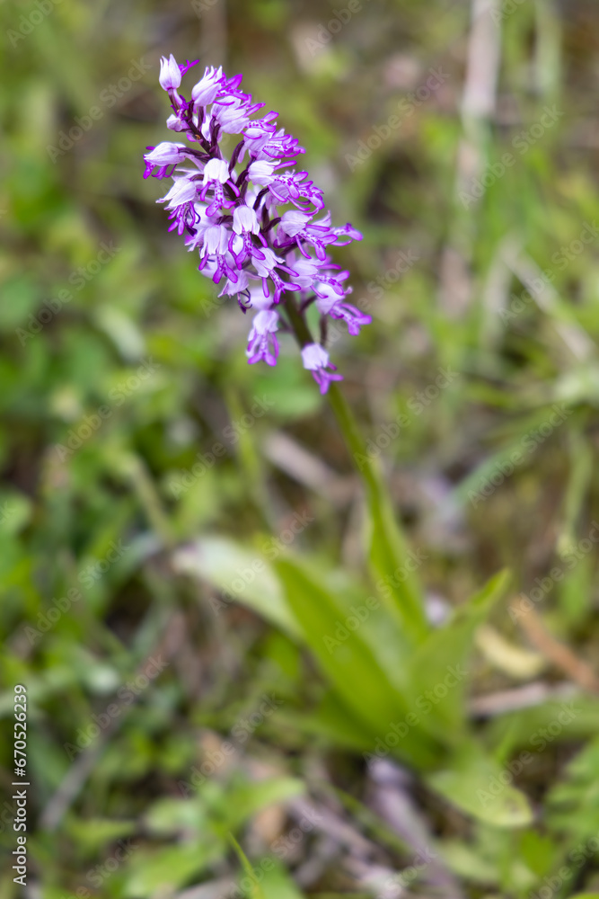 wild orchid in White Carpathian Mountains, Czech Republic wild orchid in White Carpathian Mountains, Czech Republic
