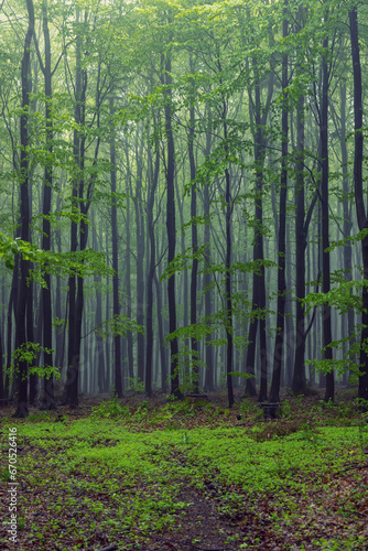 Spring beech forest in White Carpathians  Southern Moravia  Czech Republic