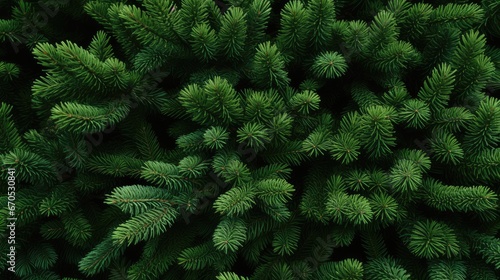 Texture background in the form of branches from Christmas trees. New Year's mood concept.