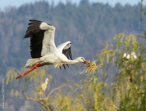 White stork (ciconia ciconia), early spring near Hunawihr, Alsace, France