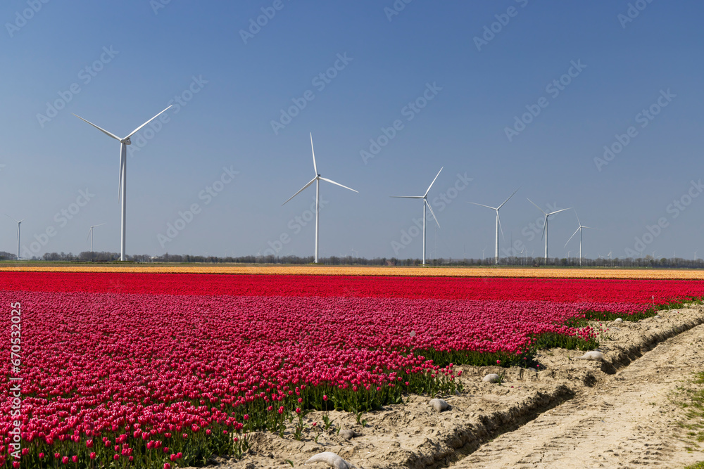wind turbines with tulip field, North Holland, Netherlands