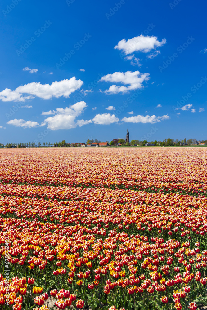 Field of tulips near Hoorn, The Netherlands