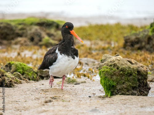 Australian Pied Oystercatcher (Haematopus longirostris) with an injured foot caused by plastic pollution