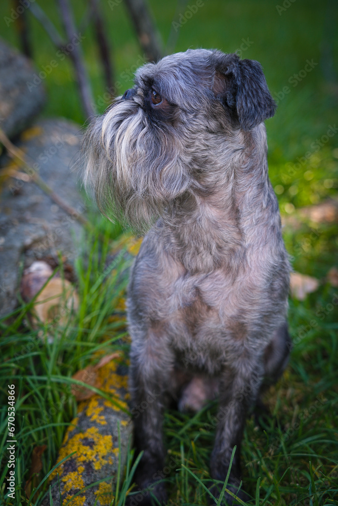 A dog with a short nose and a long beard. A dog of the Belgian Griffon breed sits among green grass on a walk in the forest. A dog with a short nose and a long beard. A dog of the Belgian Griffon breed sits among green grass on a walk in the forest.