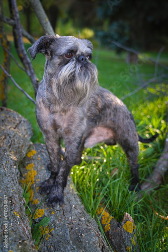 A gray-colored dog against the background of the forest.