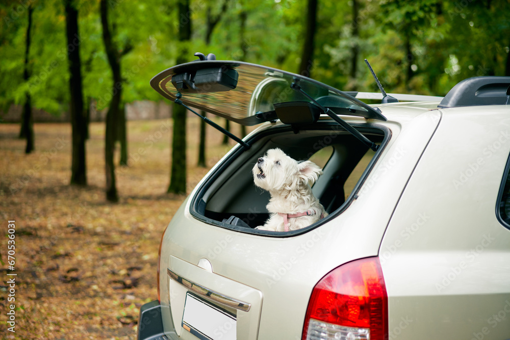 Cute funny dog looking out of open trunk in car barking outside over forest background.