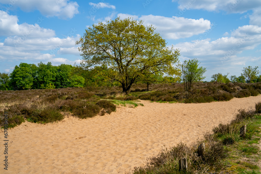 Colorful heathland in Drenthe, Netherlands
