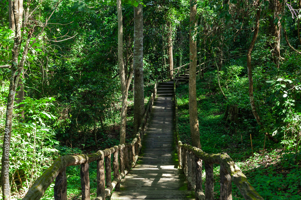 Obraz premium Wooden path walk through green tropical forest. Walk path near Bua Tong Sticky Waterfalls in Chiang Mai province, Thailand.