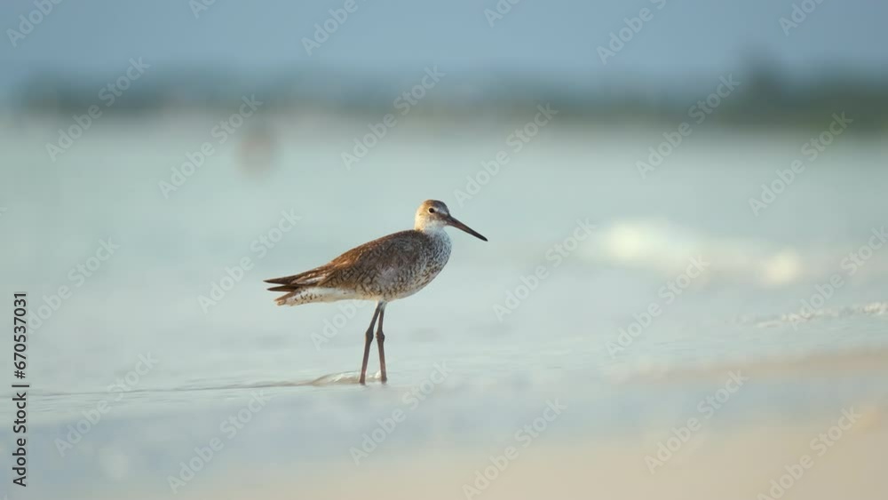 Large-Billed Dowitcher wild sea bird looking for food on seaside in summer Large-Billed Dowitcher wild sea bird looking for food on seaside in summer