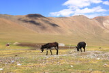 Donkeys in the steppe Kyrgyzstan, central asia