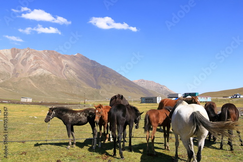 August 20 2023 - Kyrgyzstan, Central Asia: people milking mares to obtain milk for kumis at the Ala-Bel-Pass photo