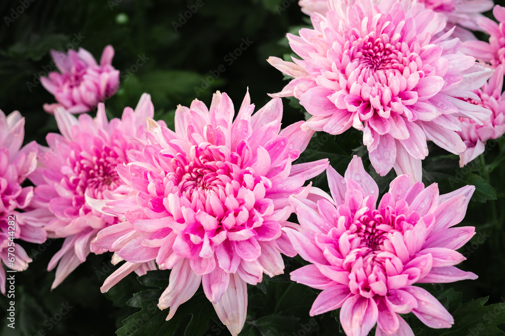 A bouquet of pink chrysanthemums in a garden. The chrysanthemums are of various shapes and sizes, with some being open and others still in bud. They are surrounded by green leaves, and the background 
