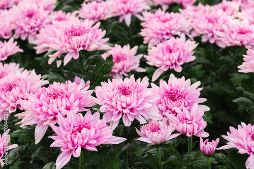 A bouquet of pink chrysanthemums in a garden. The chrysanthemums are of various shapes and sizes  with some being open and others still in bud. They are surrounded by green leaves  and the background 