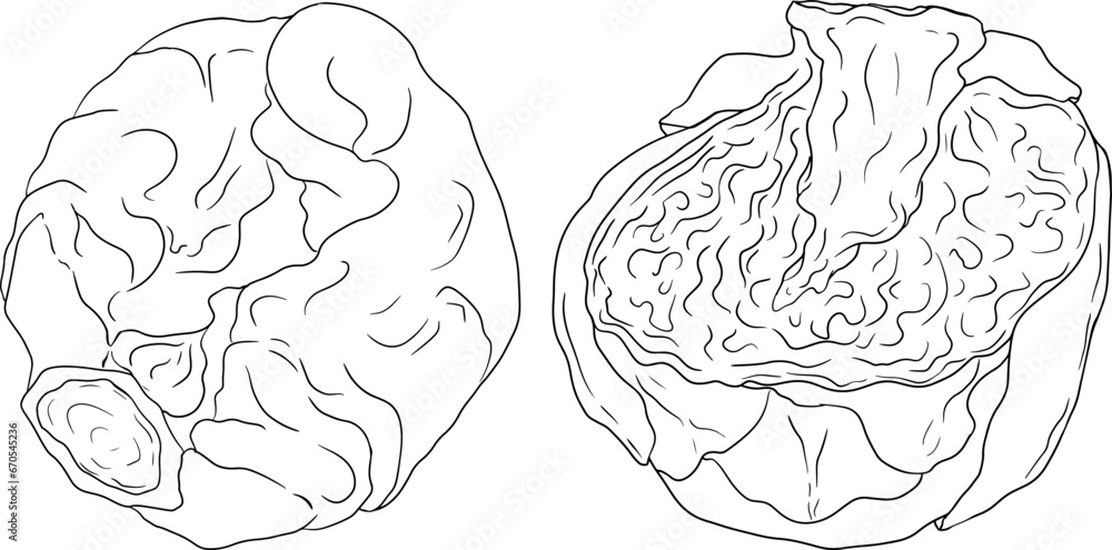 Hand drawn brussels sprouts in engraving style on white background. Vector vegetables illustration. Coloring pages with brussels cabbage Hand drawn brussels sprouts in engraving style on white background. Vector vegetables illustration. Coloring pages with brussels cabbage